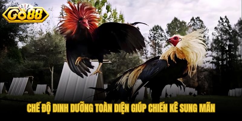 Bí kíp nuôi kê sung mãn từ khẩu phần sạch và nước đủ mỗi ngày