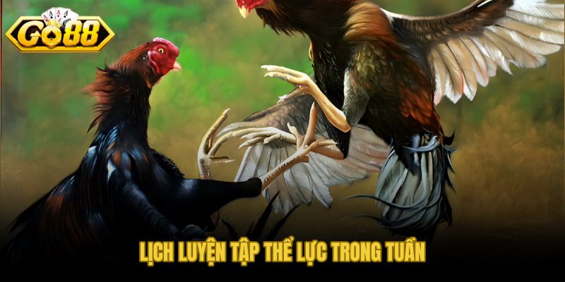 Nhịp tập đều và nghỉ đủ giúp chiến kê bền chân sung sức lâu dài