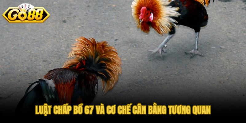 Luật chấp bồ 67 và cơ chế cân bằng tương quan chiến kê rõ ràng