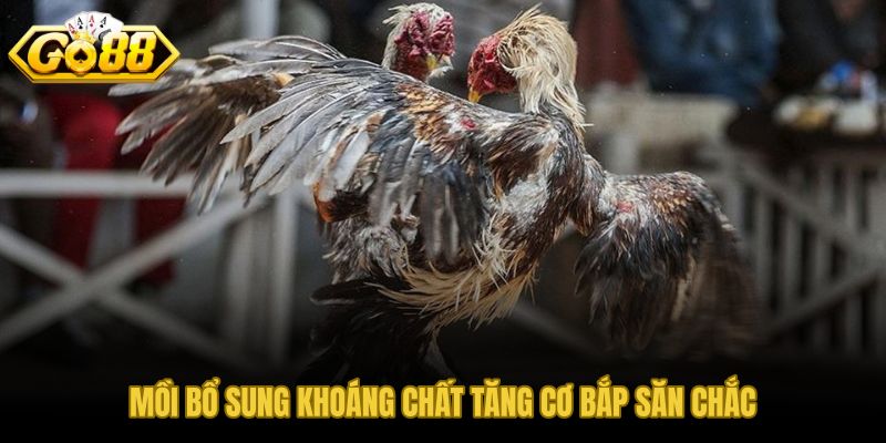 Mồi bổ sung trứng kiến dế tôm khô, khoáng chất