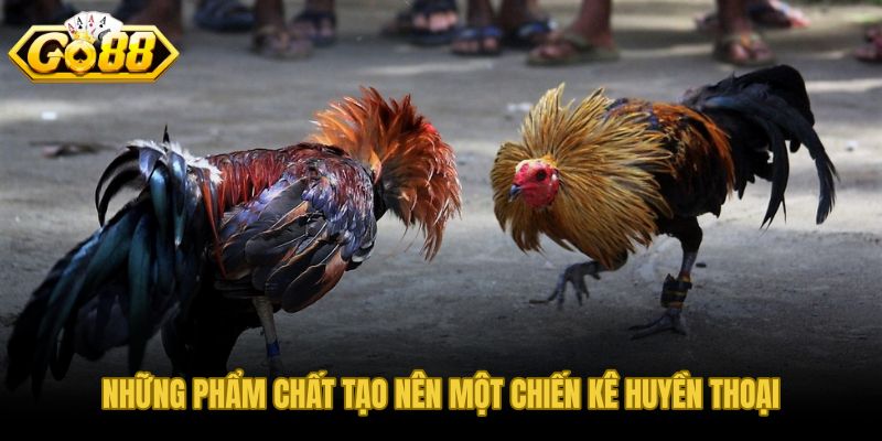 Phẩm chất chiến kê huyền thoại qua giống nòi thể lực và thần thái