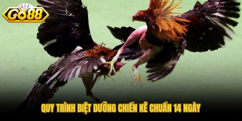 Kỹ năng nuôi dưỡng chiến kê qua 14 ngày
