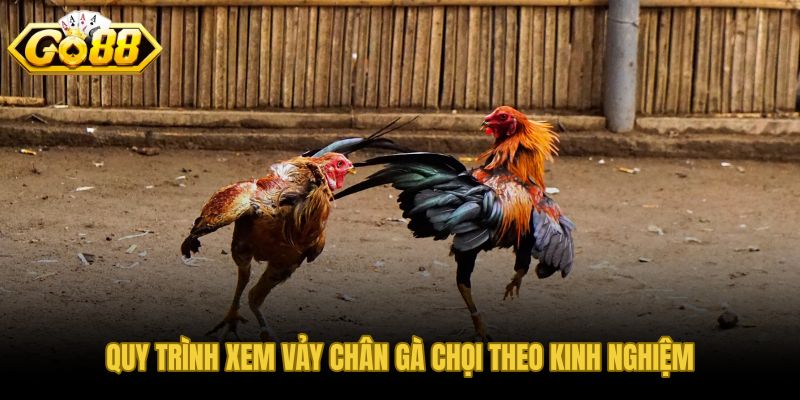 Quy trình 5 bước xem vảy kê chọi giảm sai số nhận diện