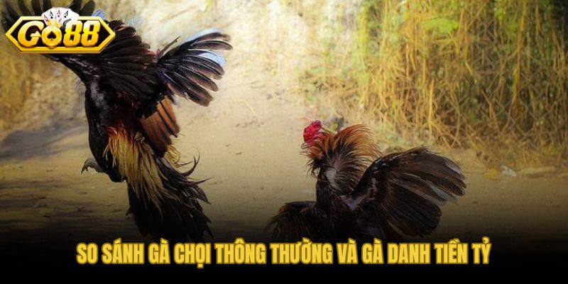 Bảng so sánh gà chọi thông thường và gà danh tiền tỷ qua từng tiêu chí