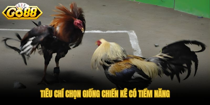 Tiêu chí chọn giống chiến kê từ dòng máu đến khí chất và khung xương