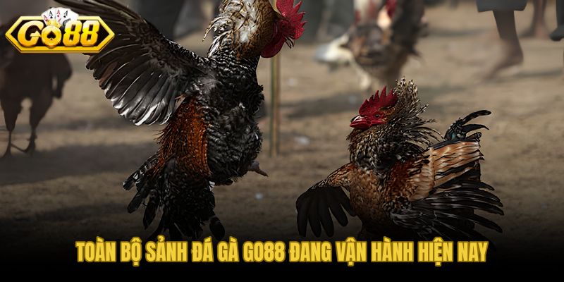 Đá gà GO88 với hai sảnh Thomo và Philippines nhịp trận khác biệt