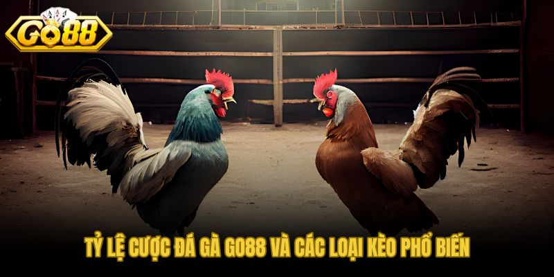 Tỷ lệ Meron Wala đá gà GO88 tín hiệu thị trường trước mỗi trận